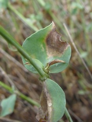 Silene chlorifolia