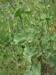 Silene chlorifolia