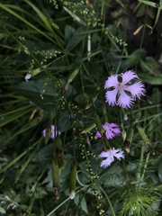 Dianthus pygmaeus