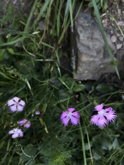 Dianthus pygmaeus