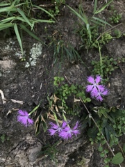 Dianthus pygmaeus