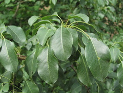 Pyrus communis caucasica