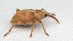 Curculio propinquus