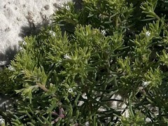 Nama carnosa