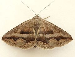 Lesmone griseipennis