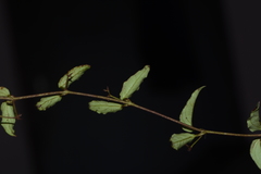 Vincetoxicum fasciculatum