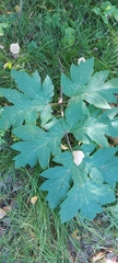 Heracleum dissectum