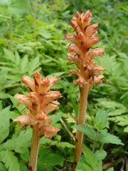 Orobanche flava