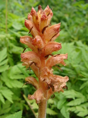 Orobanche flava