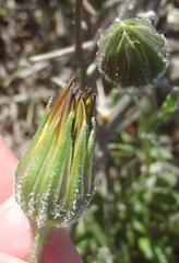 Dimorphotheca nudicaulis