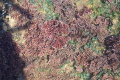 Arthrocardia corymbosa