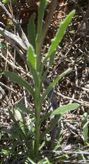 Dimorphotheca nudicaulis