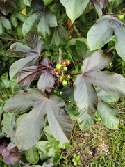 Jatropha gossypiifolia