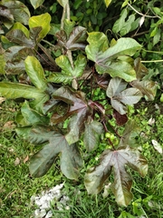 Jatropha gossypiifolia