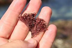 Arthrocardia corymbosa