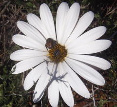 Dimorphotheca nudicaulis