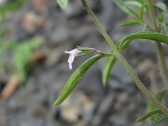 Satureja hortensis