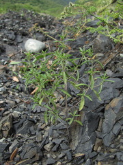 Satureja hortensis