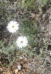 Dimorphotheca nudicaulis