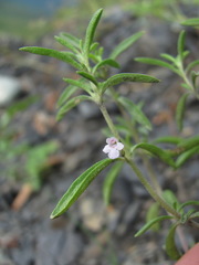 Satureja hortensis