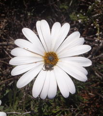 Dimorphotheca nudicaulis