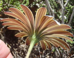 Dimorphotheca nudicaulis