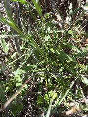 Dimorphotheca nudicaulis
