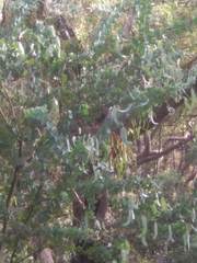 Acacia podalyriifolia