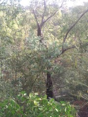 Acacia podalyriifolia