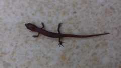 Lankascincus fallax