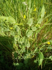 Lathyrus aphaca