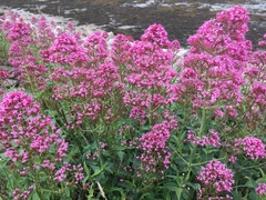 Centranthus ruber
