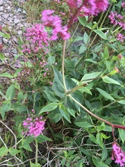 Centranthus ruber