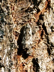Anacampsis populella