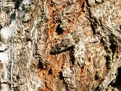 Anacampsis populella