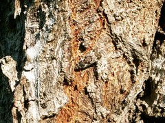 Anacampsis populella
