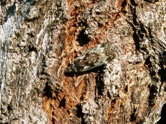 Anacampsis populella