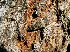 Anacampsis populella