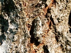 Anacampsis populella