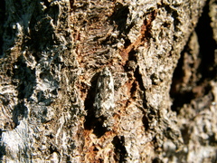 Anacampsis populella