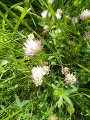 Trifolium glanduliferum