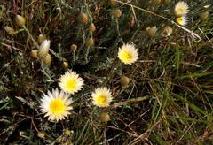Helichrysum argyrolepis