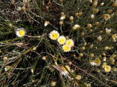 Helichrysum argyrolepis