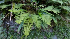 Polypodiodes amoena