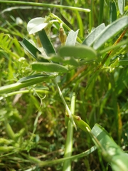 Vicia hulensis