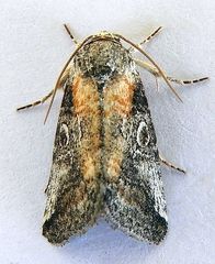 Aleptina inca