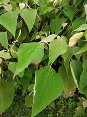 Mallotus paniculatus