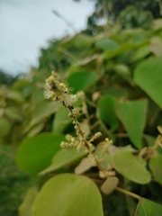 Mallotus paniculatus