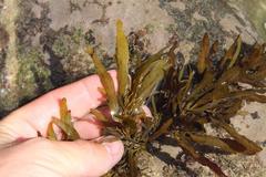 Sargassum incisifolium