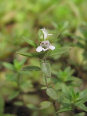 Satureja hortensis